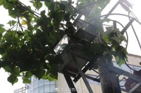 雁江供電公司修理10kV中晶二線上樹(shù)枝，變身“伐木工”