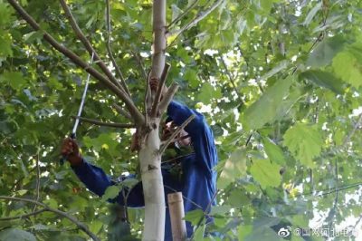 對(duì)輸配電線路開(kāi)展專項(xiàng)隱患排查，集中清理低壓線路旁的超高樹(shù)木