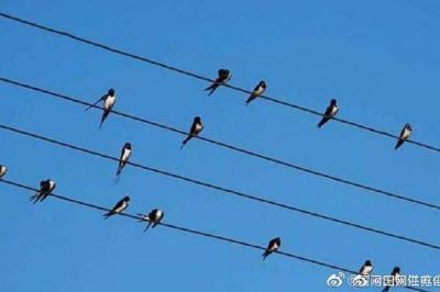 小鳥站在高壓電線上，不怕電？