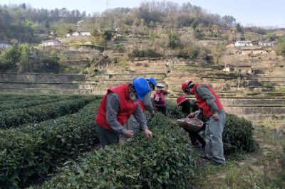 走進茶園  供電貼心服務有保障