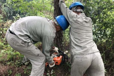 林木尖尖角，為何要砍掉？