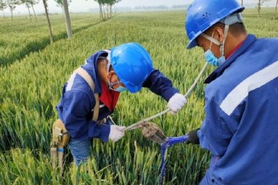 戰(zhàn)疫情 保供電#風吹麥成浪，田間施工忙，周末不打烊，供電有保障