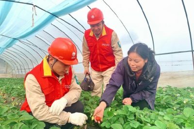 對草莓大棚用電線路、排灌設備進行檢查維護